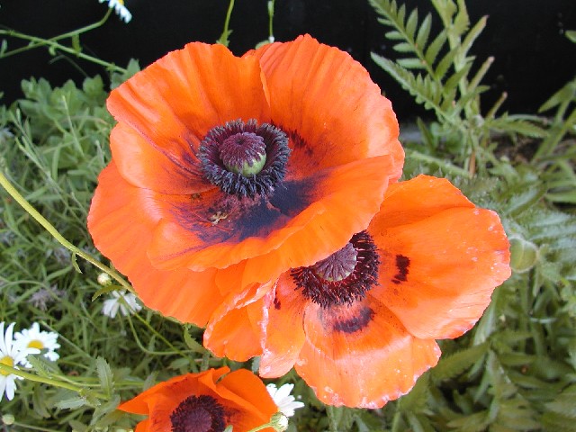 Photograph