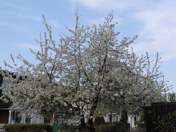 P5099526