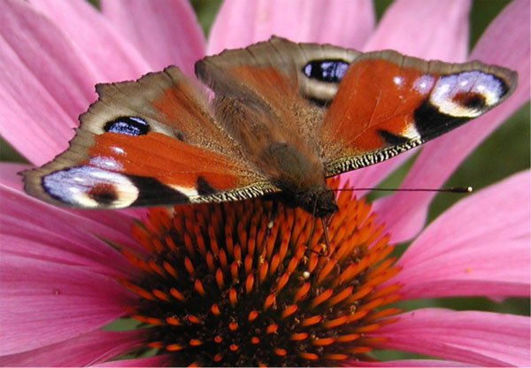 P8201580cr European Peacock (Inachis io)