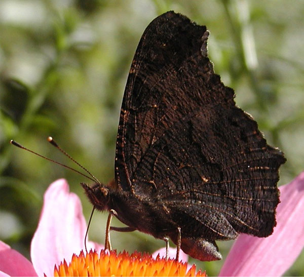 P8201593cr European Peacock (Inachis io)