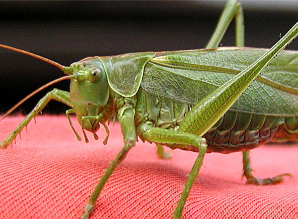 P8272345cr1