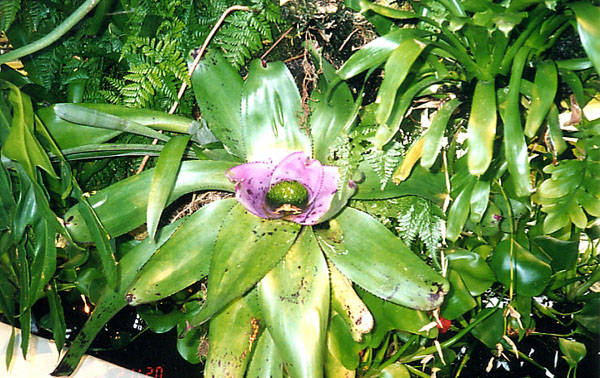 V Flugfångare i VictoriaHuset 040605