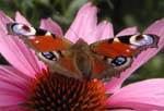 P8201573cr European Peacock (Inachis io)