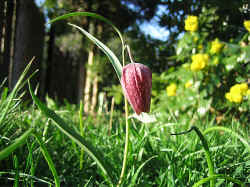 SnakesHeadFritillaryKungs�ngslilja (00).JPG (302112 byte)
