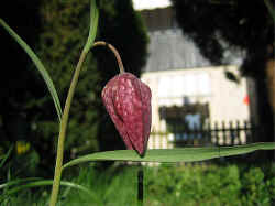 SnakesHeadFritillaryKungs�ngslilja (01).JPG (199577 byte)