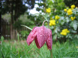 SnakesHeadFritillaryKungsangslilja (02).JPG (216275 byte)